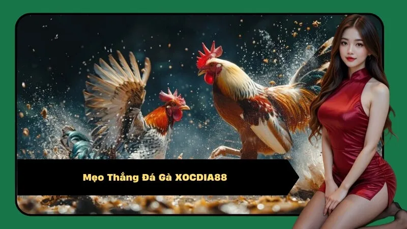 Mẹo Thắng Đá Gà XOCDIA88