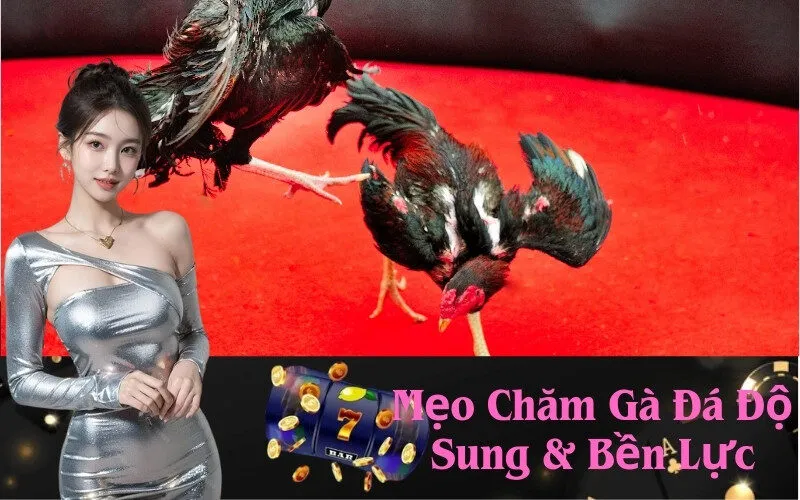Mẹo Chăm Gà Đá Độ Sung & Bền Lực